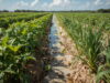 Southwest Florida farmers planting salt-tolerant tomatoes peppers and rice in coastal fields impacted by rising sea levels and saltwater intrusion